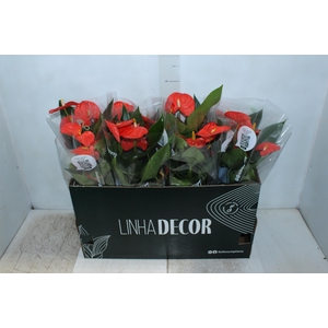 ANTHURIUM PRINCE OF ORANGE P15