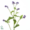 MYOS BLAUW ATLANTIS