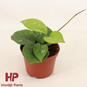 Hoya carnosa Freckles Splash P9