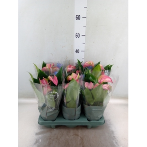 Anthurium andr. 'Joli'