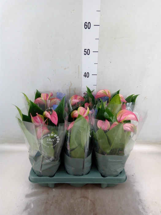 <h4>Anthurium andr. 'Joli'</h4>