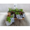Arr.   Kamerplant Groen L%
