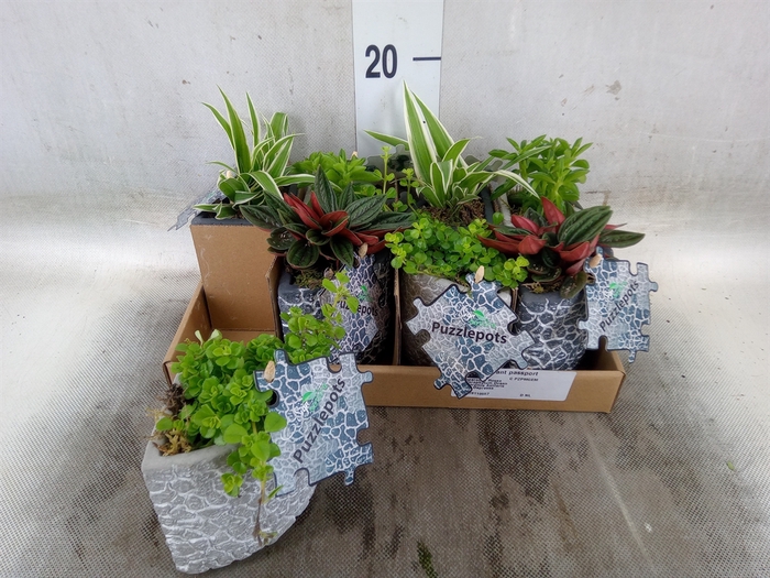 Arr.   Kamerplant Groen L%