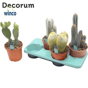 Cactus Column Mix (4spc.) (decorum)