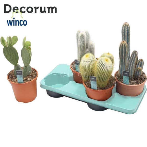 <h4>Cactus Column Mix (4spc.) (decorum)</h4>