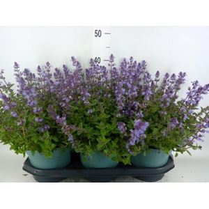 Nepeta faassenii  'Purrsian Blue'
