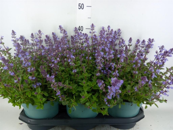 <h4>Nepeta faassenii  'Purrsian Blue'</h4>