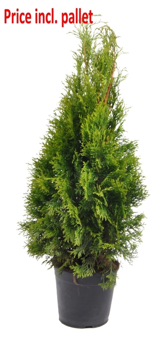 <h4>Thuja occ. Smaragd, plantmaat 60-80 cm - Rondgestoken - PALLET</h4>