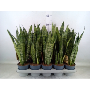 Sansevieria zeylanica