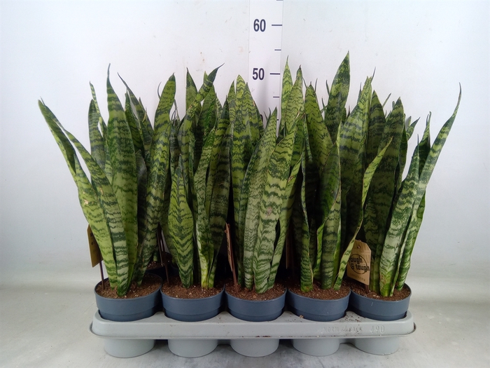 <h4>Sansevieria zeylanica</h4>
