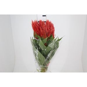 CELOSIA PLUMOSA CENTURY FIRE 070 CM