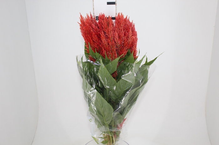 CELOSIA PLUMOSA CENTURY FIRE 070 CM