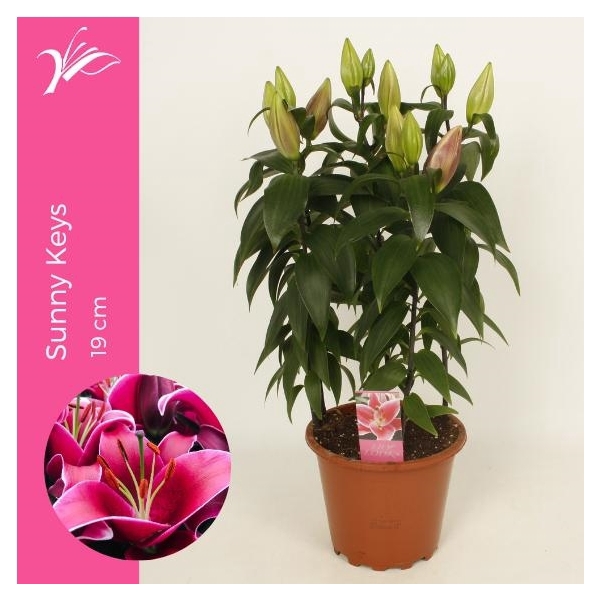 <h4>Lilium Sunny Keys 19 cm (or. lelie)</h4>