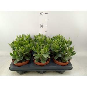 Crassula  'Minova Magic'