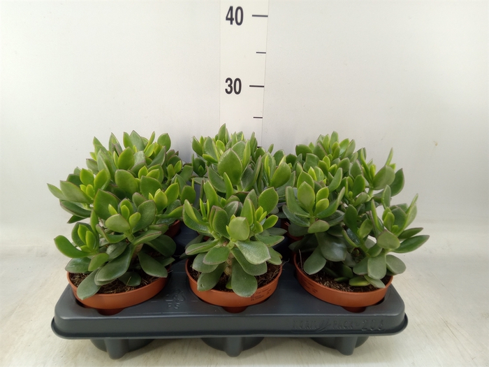 <h4>Crassula  'Minova Magic'</h4>