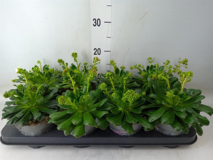 <h4>Lewisia cot. 'Rocky Colors'   ..mix</h4>