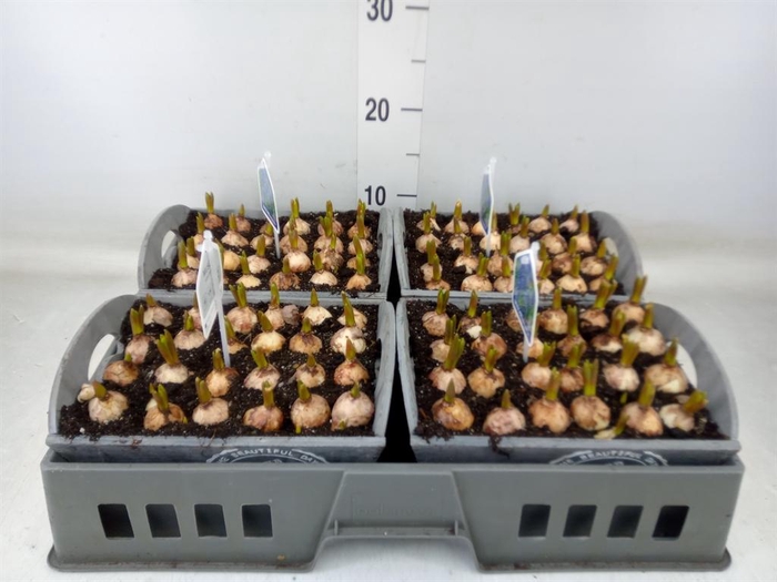 <h4>Arr.  Muscari L%</h4>