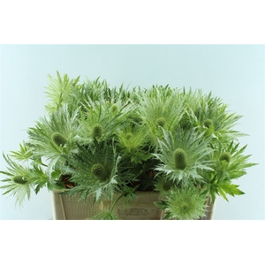 Eryngium Love White Green