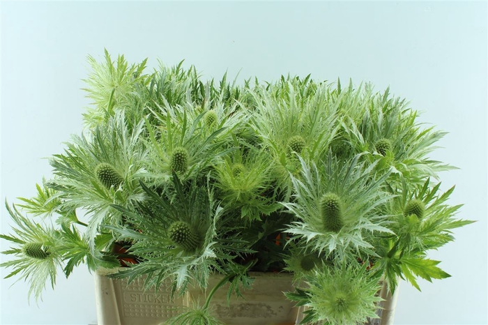 <h4>Eryngium Love White Green</h4>