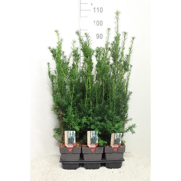 <h4>Taxus baccata 'Hicksii' P17 (potgekweekt)</h4>