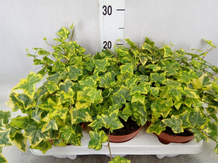 <h4>Hedera helix 'Golden Kolibri'</h4>