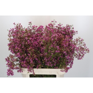 Chamelaucium Mars