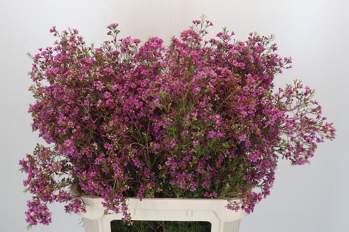 <h4>Chamelaucium Mars</h4>