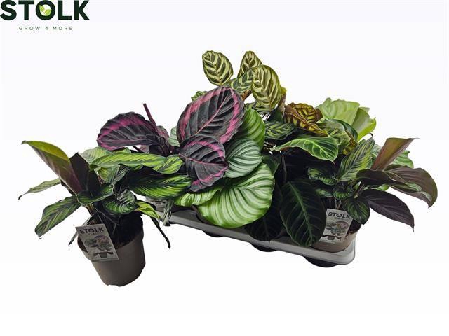 <h4>CALAT GEM 6 SRT</h4>