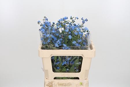 <h4>CYNOGLOSSUM AMABI ZD</h4>