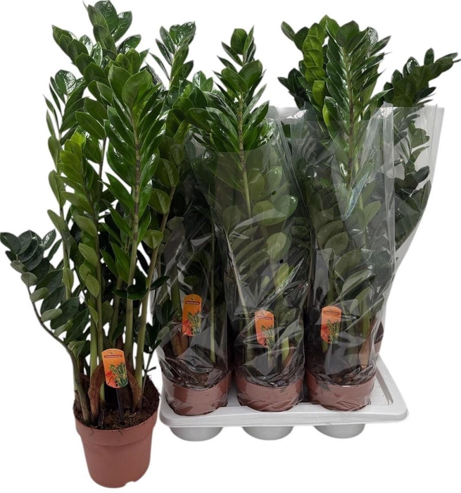 <h4>ZAMIO ZAMIIFOLIA</h4>