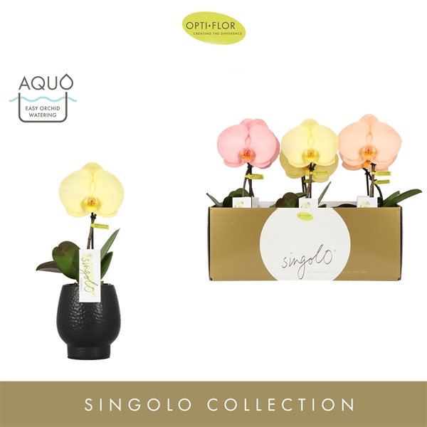 <h4>Singolo Aquarello Sunlight in Abruzzo Black Aquo</h4>