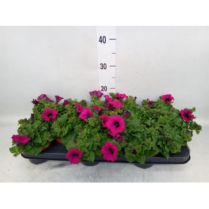 Petunia  'Sunpleasure Purple'