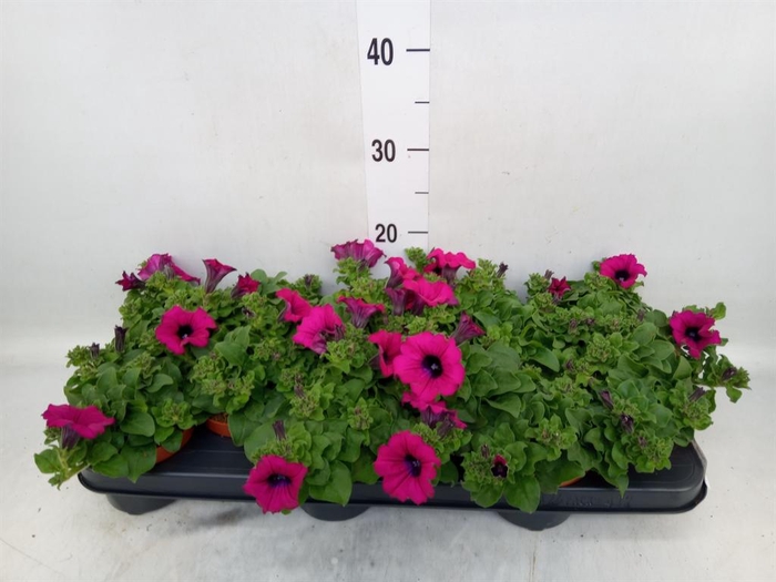 <h4>Petunia  'Sunpleasure Purple'</h4>