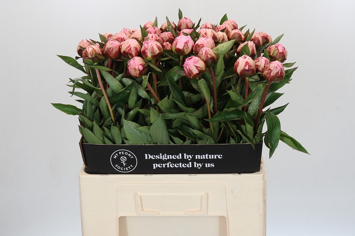 <h4>Paeonia Sarah Bernhardt</h4>