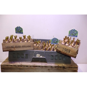 arr8 Arr Muscari In Houten Kistje