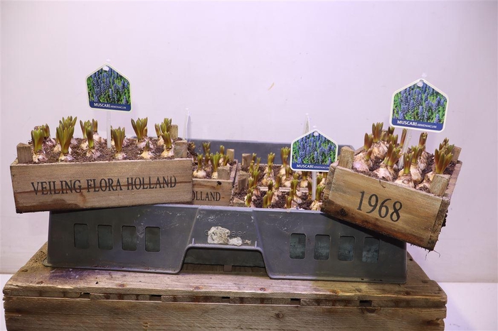 <h4>arr8 Arr Muscari In Houten Kistje</h4>