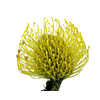 PROTEA HIGH GOLD 050 CM