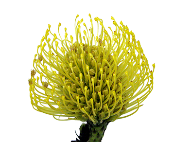 PROTEA HIGH GOLD 050 CM