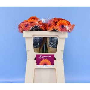 GE MI BISON BOS + HOES