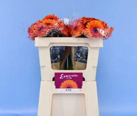 <h4>GE MI BISON BOS + HOES</h4>