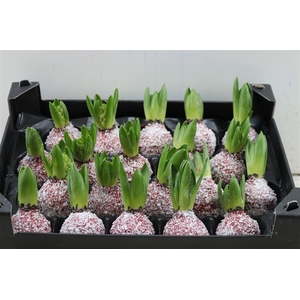 Wax Hyacinth Snow Topline Kerstrood