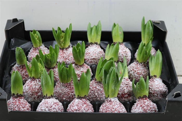<h4>Wax Hyacinth Snow Topline Kerstrood</h4>