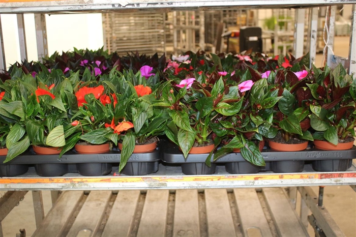 <h4>Impatiens Ng Mixkar</h4>