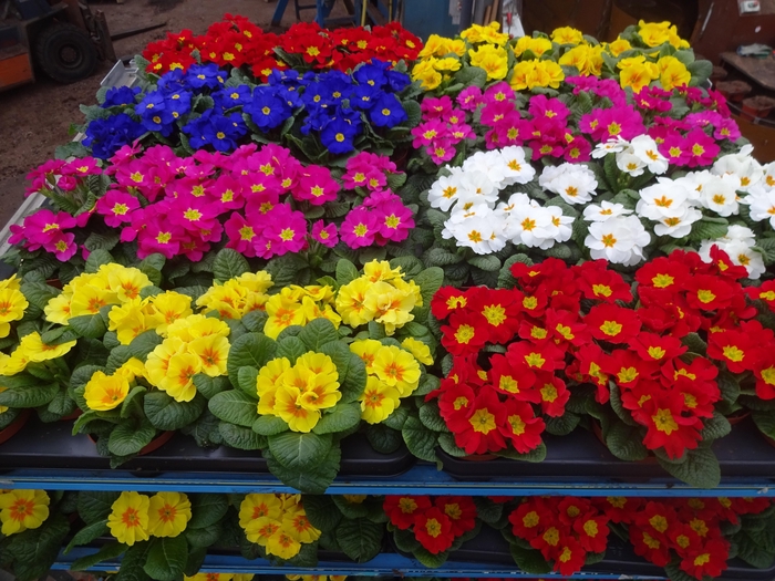 <h4>PRIM AC MIXK</h4>