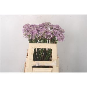 Allium Pink