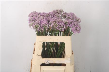 <h4>Allium Pink</h4>