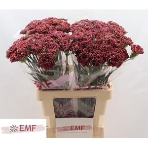 DI ST COPPER EXTASIS