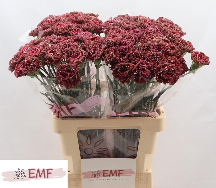 <h4>DI ST COPPER EXTASIS</h4>