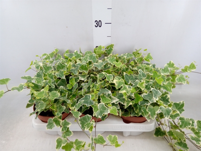 <h4>Hedera helix 'White Wonder'</h4>