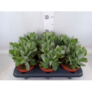 Crassula arborescens 'Petit Wave'
